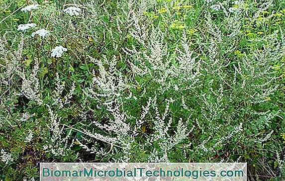 Armoise (Artemisia Spp.), En Bemærkelsesværdig Sølvgrå Løv