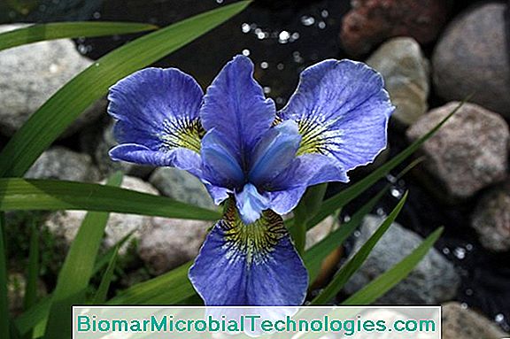 Iris: Smuk Flerårig Blomst