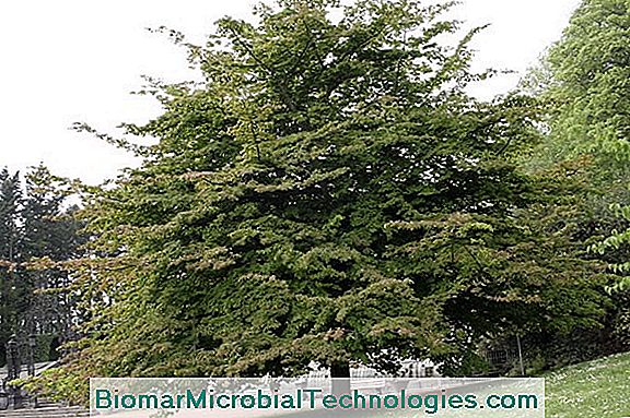 Parrotia Of Persia, Iron Tree