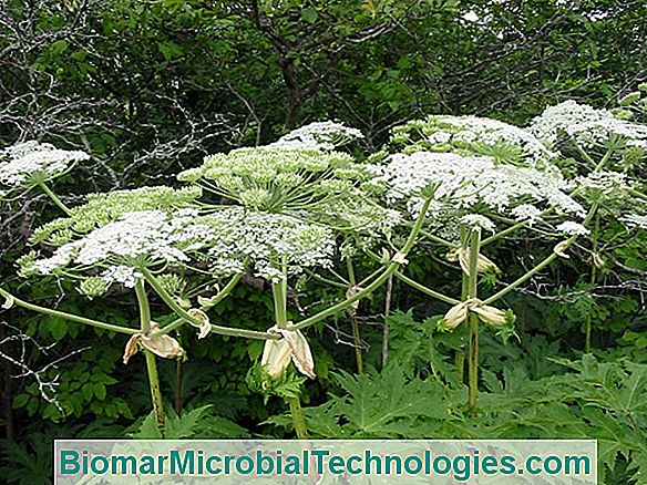 Giant Hogweed