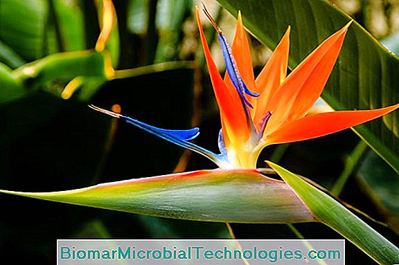 Strelitzia: Paradisets Fugl