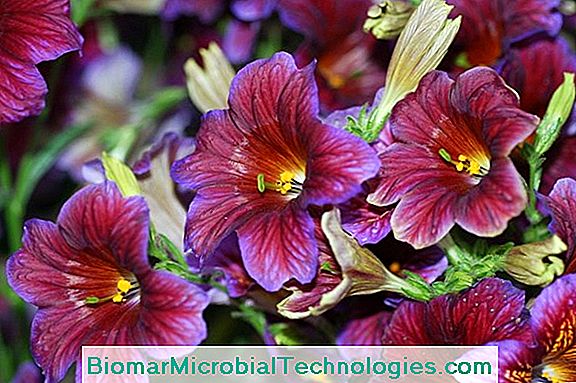 Salpiglossis Med Skiftende Blomster (Salpiglossis Sinuata)