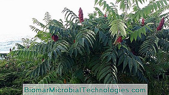 Virginia Sumac (Rhus Typhina) Oder Toxicondendron