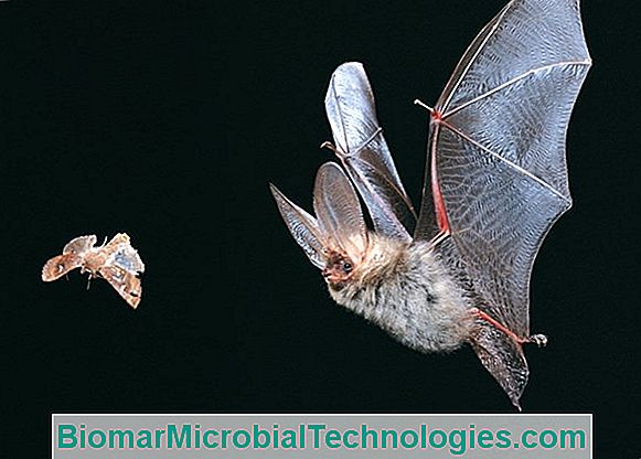 Den Pipistrelle Bat, En Allieret Mod Myg