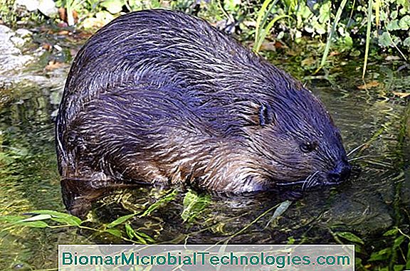 Beaver, En Beskyttet Arter Ingeniør