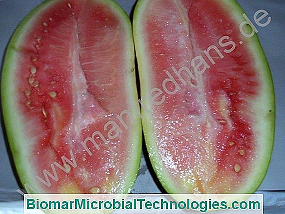 Gigerine (Citrullus Lanatus), Eine Wassermelone