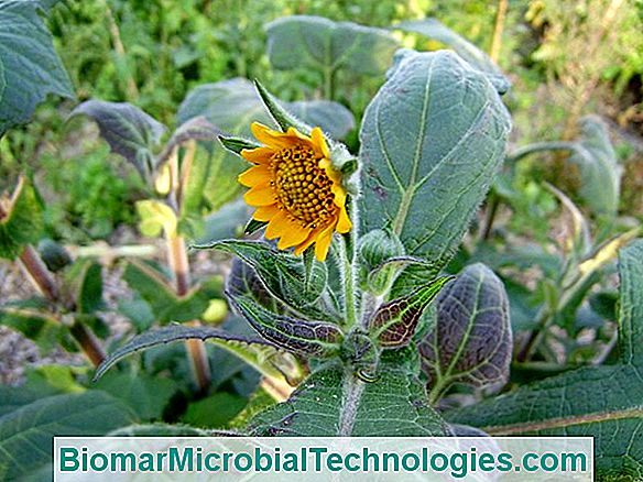 Yacon (Smallanthus Sonchifolius Syn. Polymnia Edulis) Erdbeere Oder Gurke