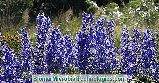 Delphinium: Der Lerchenfuß