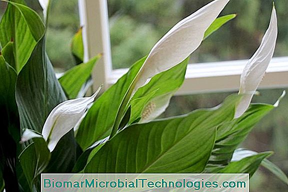 Spathiphyllum: Die Mondblume