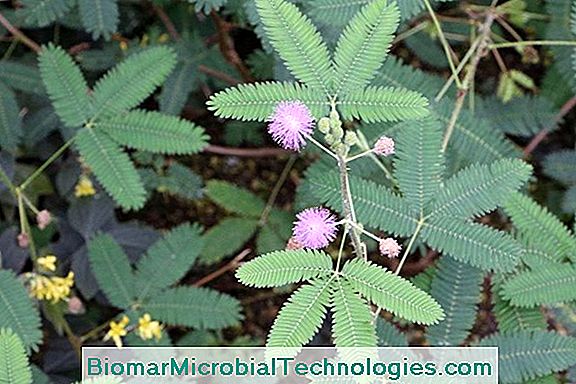 Empfindlich (Mimosa Pudica), Reaktionsempfindlich Auf Berührung