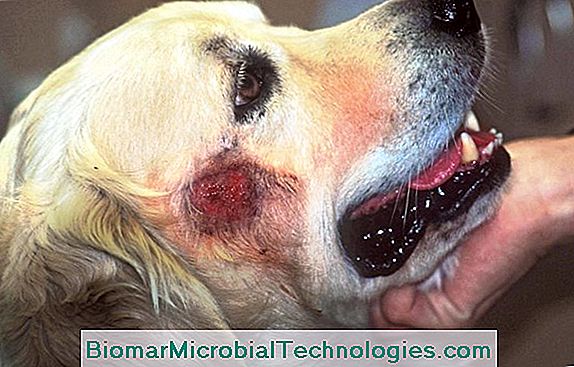 Hotspots Oder Pyotraumatische Dermatitis Bei Hunden