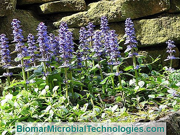 Kriechendes Horn (Ajuga Reptans) Oder Kleiner Beinwell