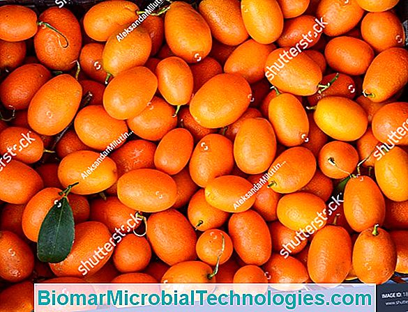 Kumquat (Fortunella Margarita) Or Citrus Japonica