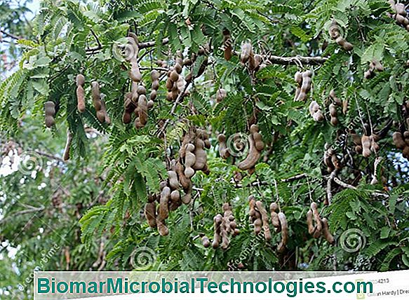 Tamarind (Tamarindus Indica), Pod Fruits