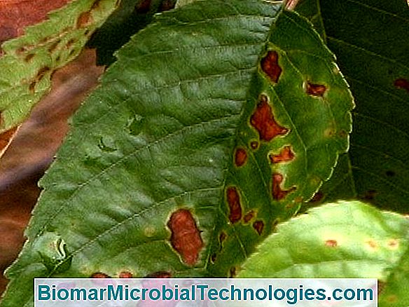 Cherry Diseases And Pests