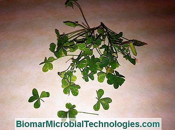 How To Get Rid Of Oxalis, False Clovers Formidable?