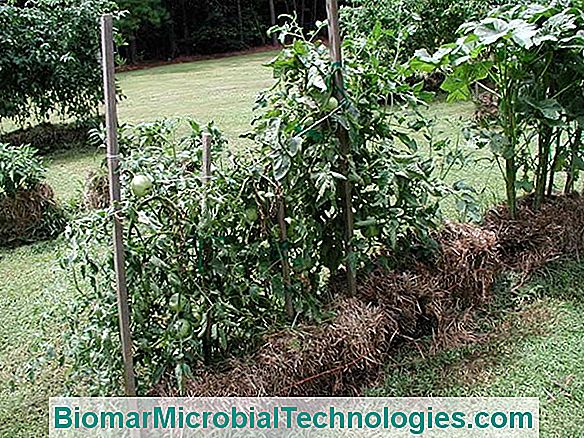 The Maintenance Of The Vegetable Garden: Weeding, Hoeing, Mulching...