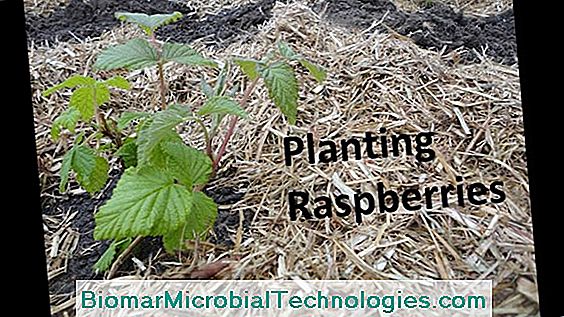 Planting Raspberries: When And How?