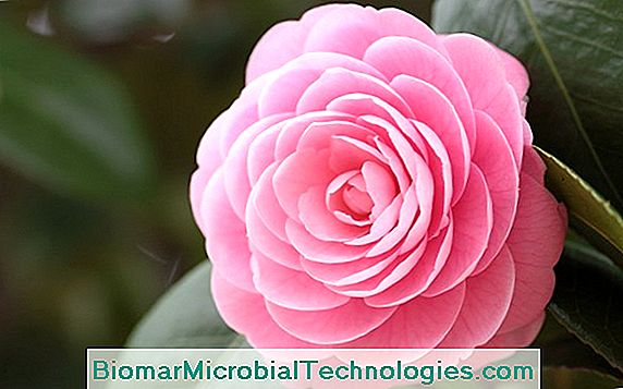 Camellia Size: When And How?