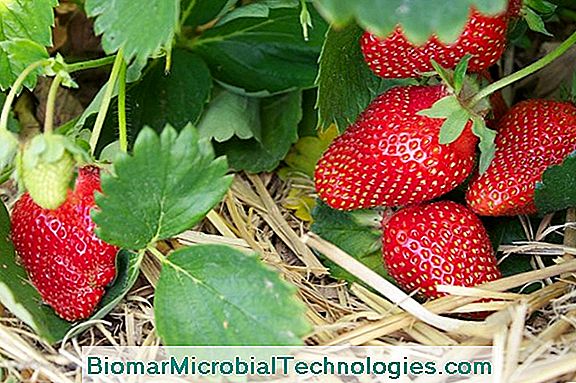 What Varieties Of Strawberries To Plant In The Garden?