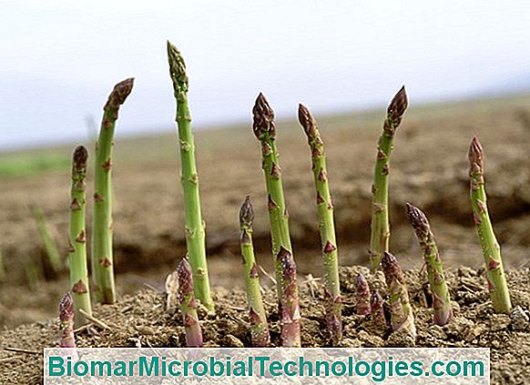 Asparagus: Growing Tips