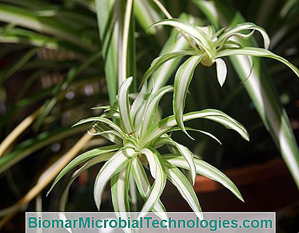 Chlorophytum: A Very Decorative Foliage