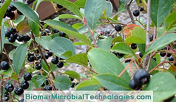 Aronia: Black Fruit Aronia