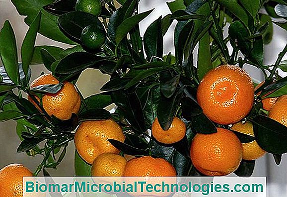 Citrus Mitis: The Dwarf Orange Tree