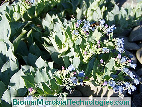 Mertensia Maritima, The Oyster Plant