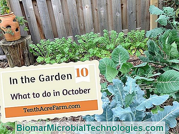 October In The Garden, What To Do