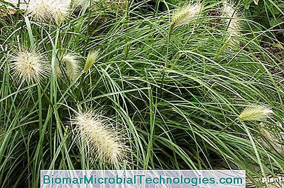 Pennisetum: A Very Pretty Grass