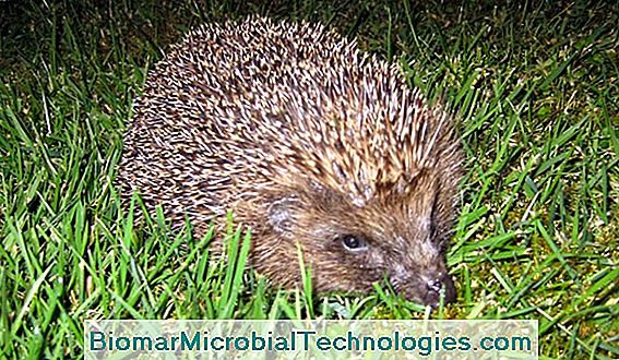 Have A Hedgehog In His Garden