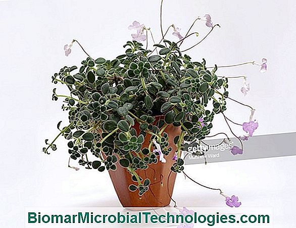 Cape Primrose (Streptocarpus Saxorum), In Pot Or In Suspension