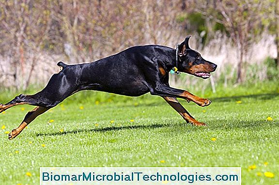 The Doberman, Dog With A Powerful And Muscular Look
