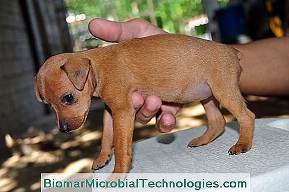 The Miniature Pinscher: A Very Active Little Dog