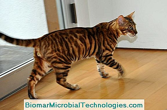 The Toyger, The Tiger Cat