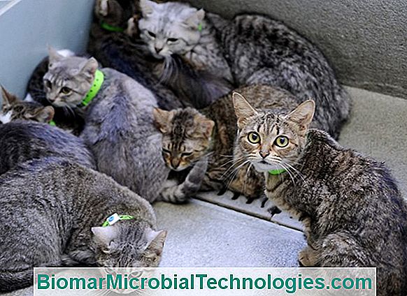 What Are The Jobs Related To Cats?