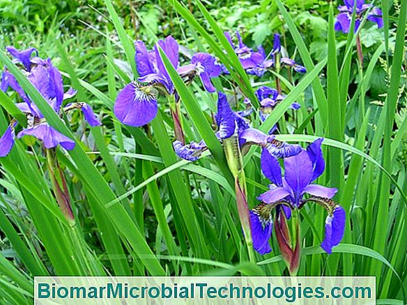 Garden Iris (Iris Spp.) Or Bearded Iris