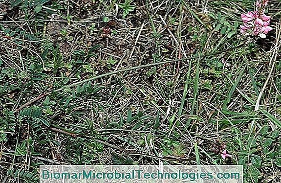 Sainfoin (Onobrychis Viciifolia) To Fertilize Soils