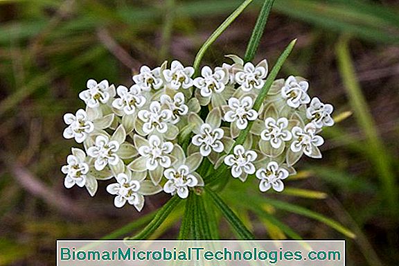 Asclepias: How To Cultivate Them