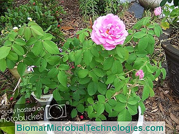 Pyrenaline And Hybrid Roses: Roses For Sandy Soil!