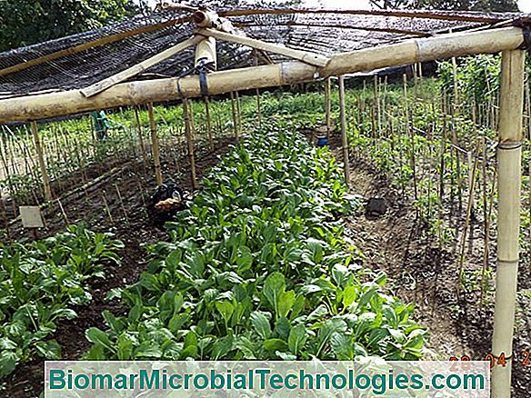 A Vegetable Garden, Organic, Good And Durable