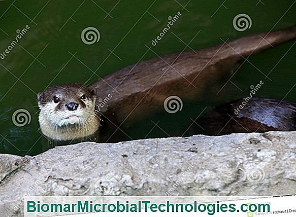 The European Otter, A Semi-Aquatic Carnivore