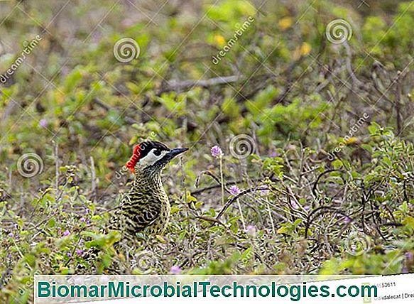 The Green Woodpecker (Picus Viridis), Bird With Red, Yellow And Green Plumage