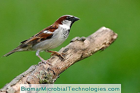 The House Sparrow (Passer Domesticus), The Bird Of Urban Areas