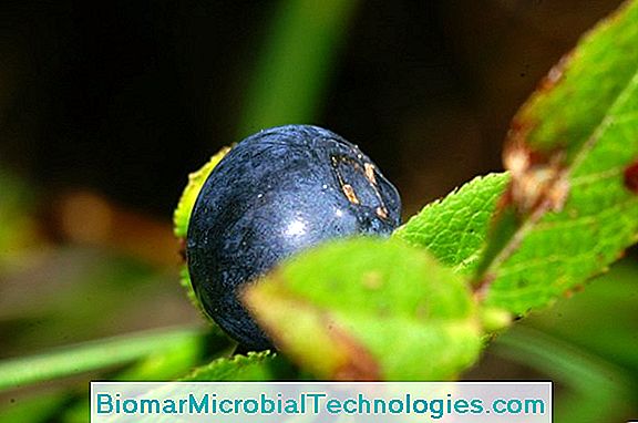 Blueberry And Myrtleberry (Vaccinium Myrtillus), Para Mermeladas Gourmet