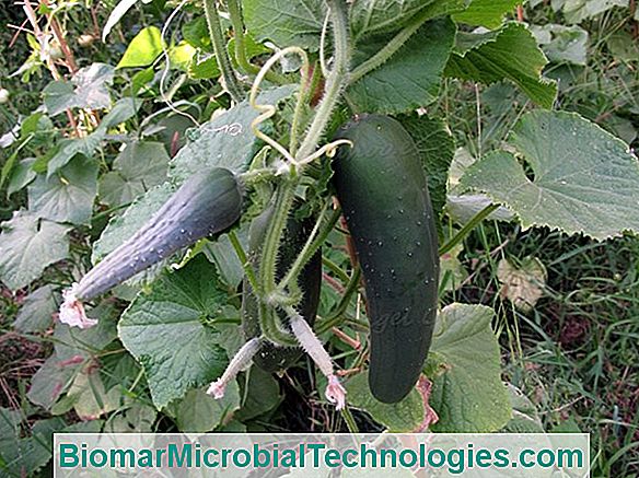 Pepinillo (Cucumis Sativus): Condimento Esencial