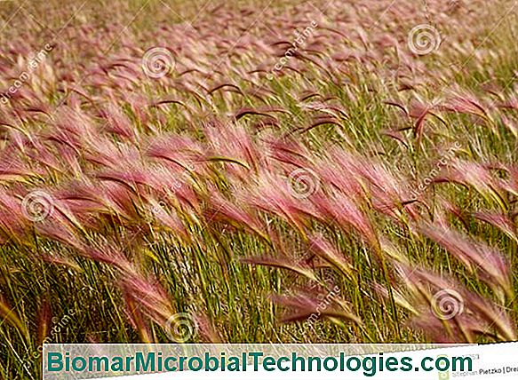 Burnet Pequeño (Sanguisorba Minor), Aromático Salvaje Desconocido