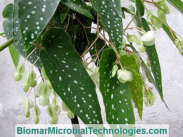 Tamaya: La Begonia Maculata