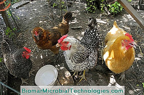 Dar La Bienvenida A Las Gallinas En Su Jardín.